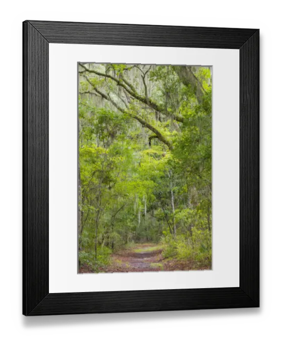 Framed Print : USA, South Carolina, Charleston, Edisto Beach State Park. Oak trees line trail. Credit as Framed Print : USA, South Carolina, Charleston, Edisto Beach State Park. Oak trees line trail. Credit as