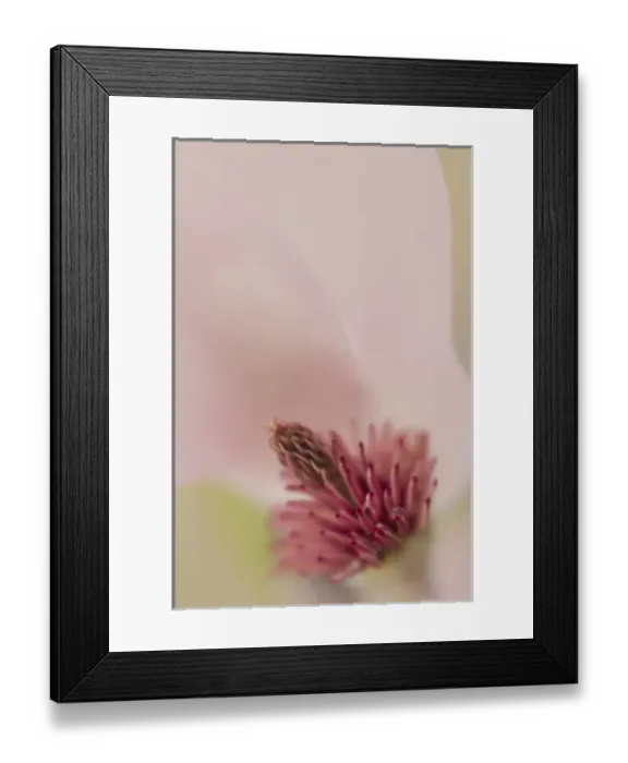 Framed Print : USA, South Carolina, Charleston. Magnolia flower detail Framed Print : USA, South Carolina, Charleston. Magnolia flower detail