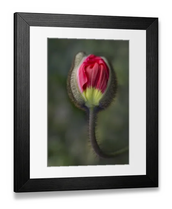 Framed Print : USA, South Carolina, Charleston. Opening poppy bud Framed Print : USA, South Carolina, Charleston. Opening poppy bud