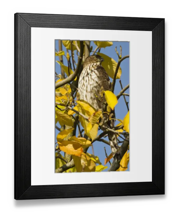 Framed Print : Swainsons hawk at Lan Su Chinese Garden, Portland, Oregon Framed Print : Swainsons hawk at Lan Su Chinese Garden, Portland, Oregon