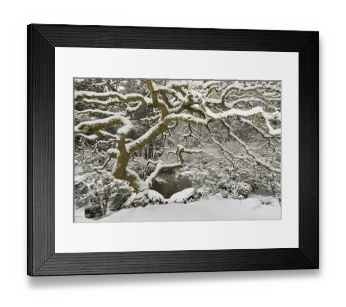 Framed Print : Snow-covered Japanese maple, Portland Japanese Garden, Oregon