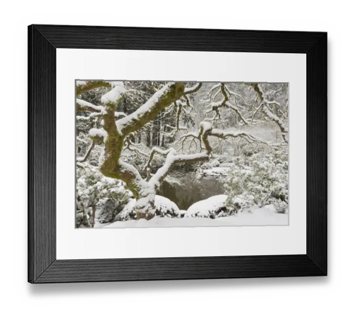 Framed Print : Snow-covered Japanese maple, Portland Japanese Garden, Oregon Framed Print : Snow-covered Japanese maple, Portland Japanese Garden, Oregon