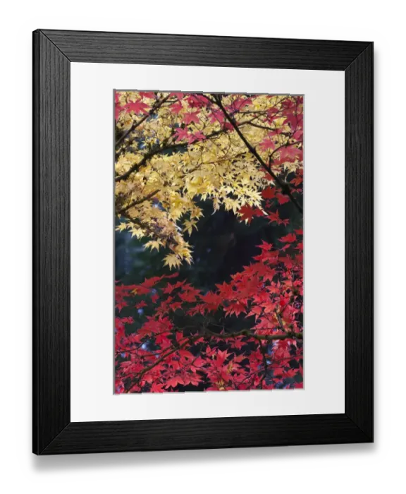 Framed Print : Maple trees in autumn color, Portland Japanese Garden, Oregon Framed Print : Maple trees in autumn color, Portland Japanese Garden, Oregon