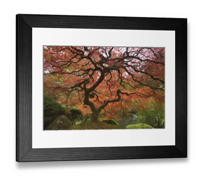 Framed Print : Japanese maple in fall color, Portland Japanese Garden, Oregon Framed Print : Japanese maple in fall color, Portland Japanese Garden, Oregon