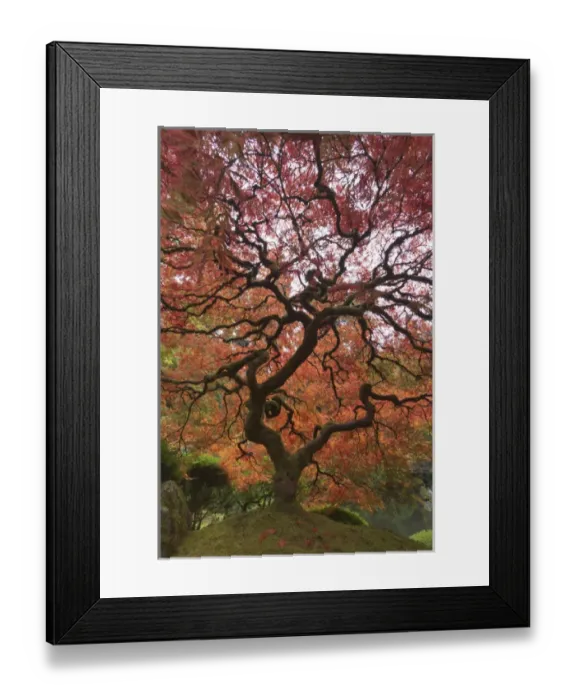 Framed Print : Japanese maple in fall color, Portland Japanese Garden, Oregon Framed Print : Japanese maple in fall color, Portland Japanese Garden, Oregon