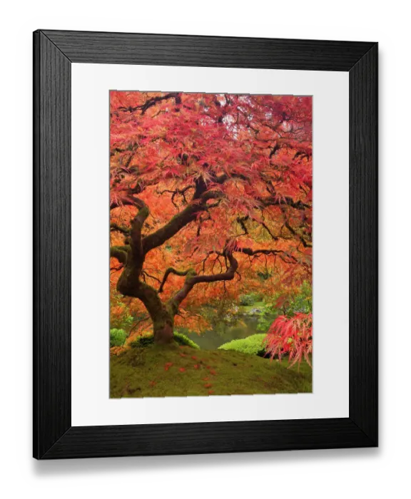 Framed Print : Japanese maple in fall color, Portland Japanese Garden, Oregon Framed Print : Japanese maple in fall color, Portland Japanese Garden, Oregon