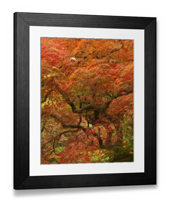 Framed Print : Japanese maple in fall color, Portland Japanese Garden, Oregon Framed Print : Japanese maple in fall color, Portland Japanese Garden, Oregon