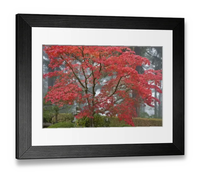 Framed Print : A maple tree in fall color at the Portland Japanese Garden, Oregon