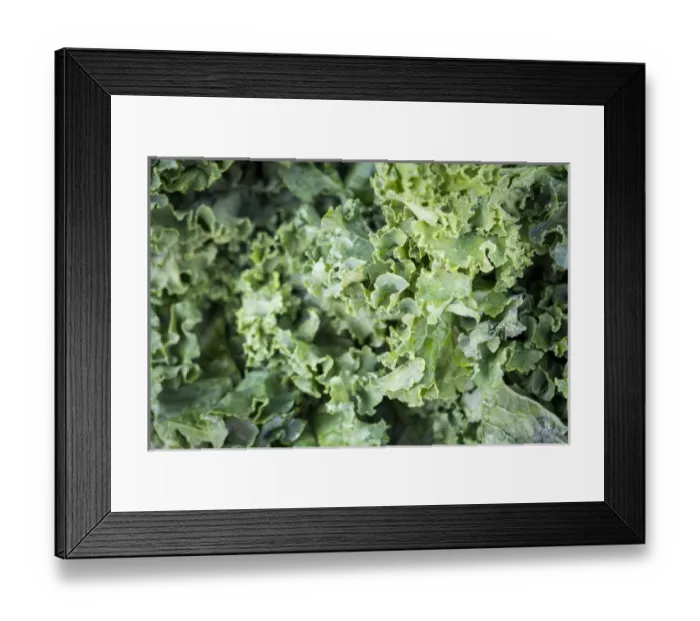 Framed Print : Kale for sale at a farmers market, Charleston, South Carolina. USA Framed Print : Kale for sale at a farmers market, Charleston, South Carolina. USA