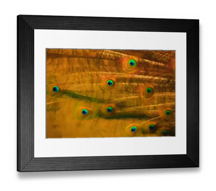 Framed Print : USA, South Carolina, Charleston, Peacock feathers