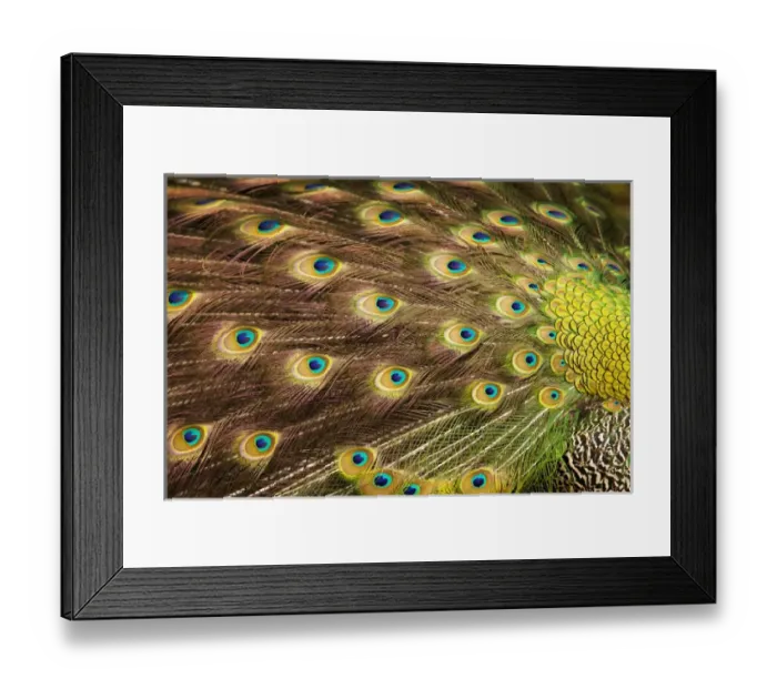 Framed Print : USA; North America; South Carolina; Charleston; Peacock feathers during breeding season