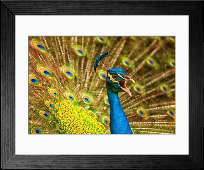 Framed Print : USA; North America; South Carolina Charleston; Vocal Peacock in breeding plumage Framed Print : USA; North America; South Carolina Charleston; Vocal Peacock in breeding plumage