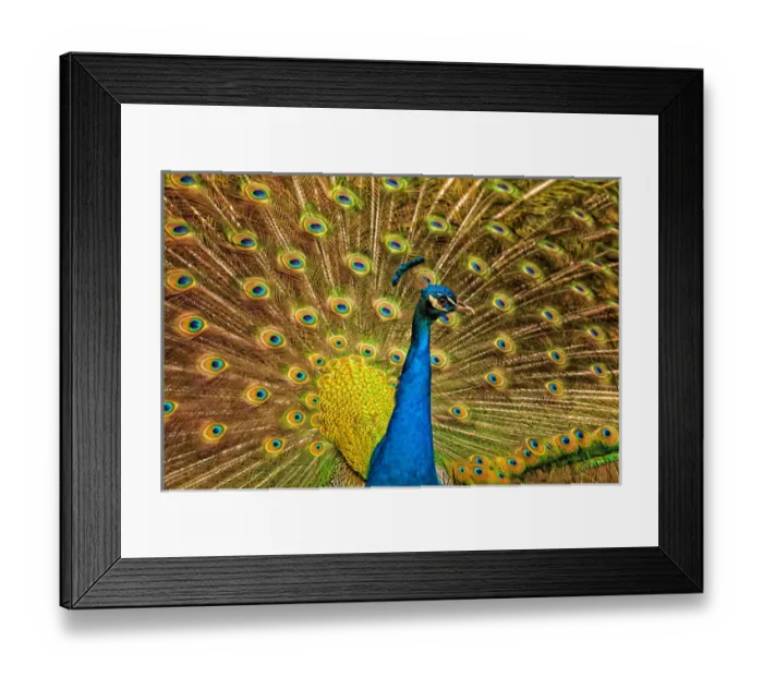 Framed Print : USA; North America; South Carolina; Charleston; Male peacock strutting in breeding