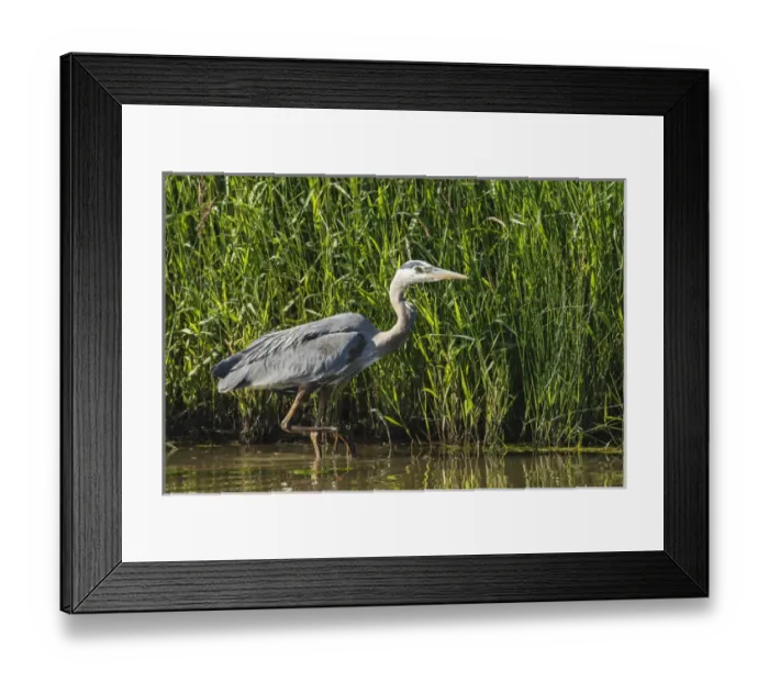 Framed Print : USA, Oregon, Baskett Slough National Wildlife Refuge, Great Blue Heron (Ardea herodias) Framed Print : USA, Oregon, Baskett Slough National Wildlife Refuge, Great Blue Heron (Ardea herodias)