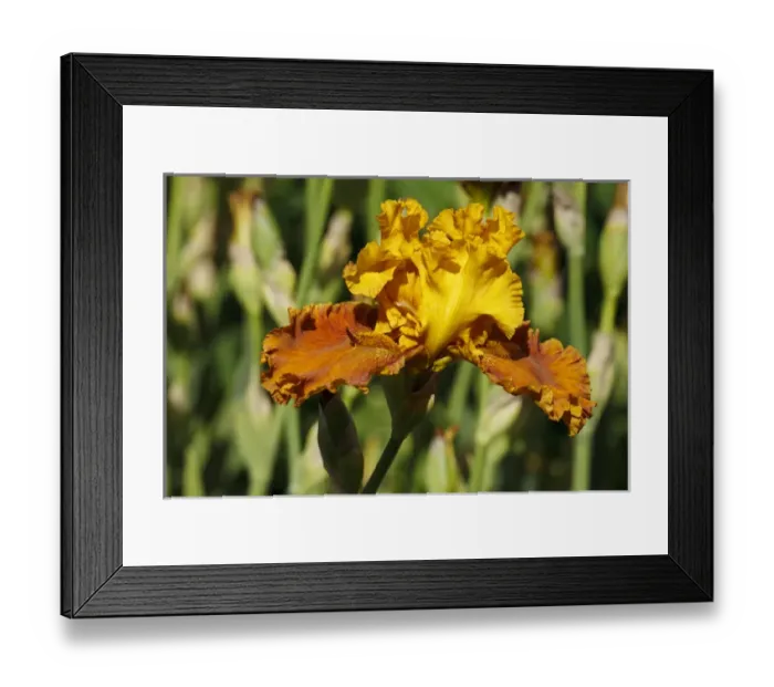 Framed Print : USA, Oregon, Keizer, Schreiners Iris Garden, cultivated iris Framed Print : USA, Oregon, Keizer, Schreiners Iris Garden, cultivated iris