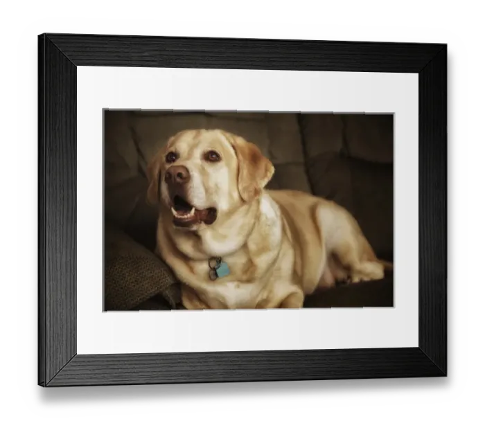 Framed Print : USA, Oregon, Keizer, Labrador Retriever. PR Framed Print : USA, Oregon, Keizer, Labrador Retriever. PR