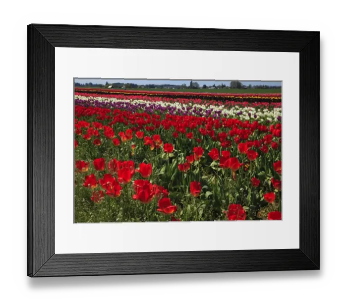 Framed Print : USA, Oregon, Woodburn, Wooden Shoe Tulip Farm, tulips at the tulip festival