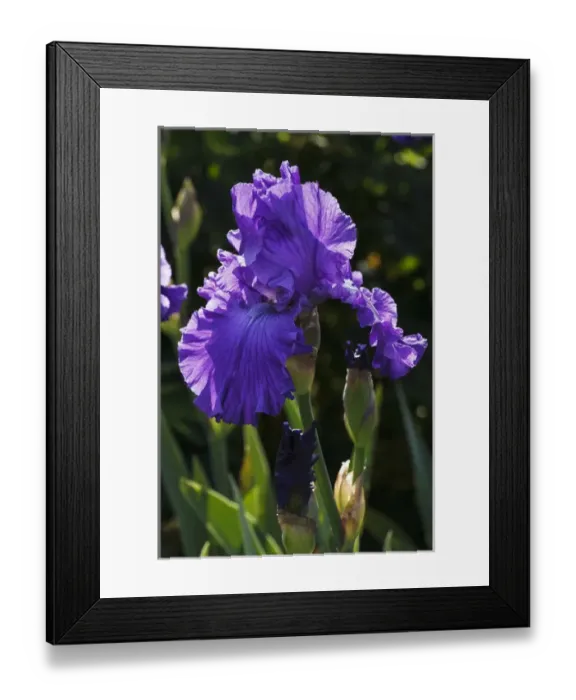 Framed Print : USA, Oregon, Keizer, Schreiners Iris Garden, cultivated iris Framed Print : USA, Oregon, Keizer, Schreiners Iris Garden, cultivated iris