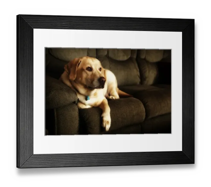 Framed Print : USA, Oregon, Keizer, Labrador Retriever. PR Framed Print : USA, Oregon, Keizer, Labrador Retriever. PR