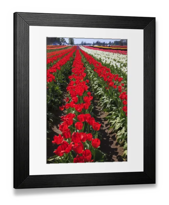 Framed Print : USA, Oregon, Woodburn, Wooden Shoe Tulip Farm, tulips at the tulip festival Framed Print : USA, Oregon, Woodburn, Wooden Shoe Tulip Farm, tulips at the tulip festival
