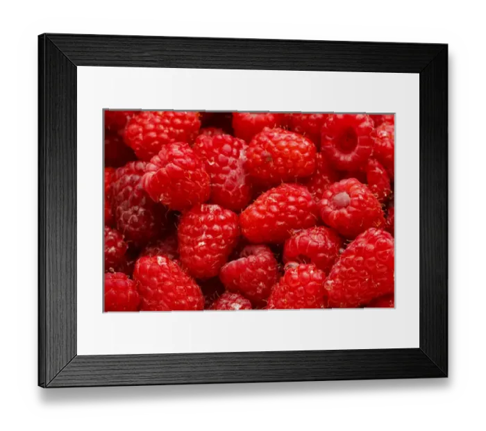 Framed Print : USA, Oregon, Keizer, Red Raspberries immediately after rinsing Framed Print : USA, Oregon, Keizer, Red Raspberries immediately after rinsing