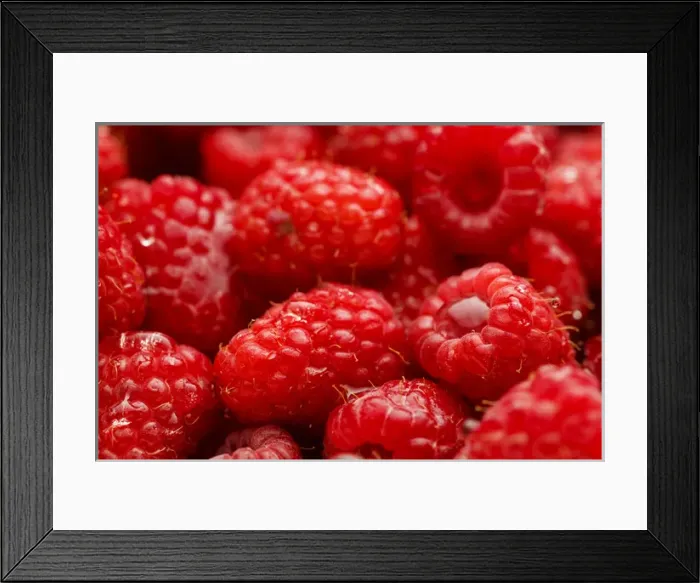 Framed Print : USA, Oregon, Keizer, Red Raspberries immediately after rinsing Framed Print : USA, Oregon, Keizer, Red Raspberries immediately after rinsing