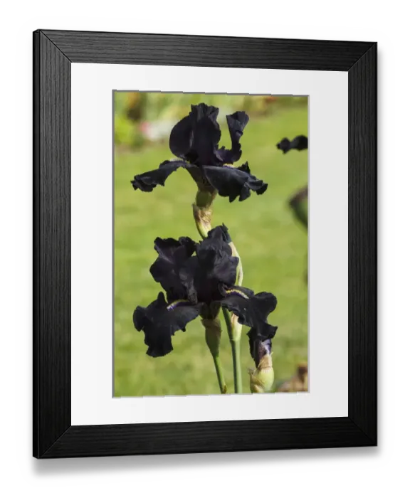 Framed Print : USA, Oregon, Keizer, Schreiners Iris Garden, cultivated iris Framed Print : USA, Oregon, Keizer, Schreiners Iris Garden, cultivated iris