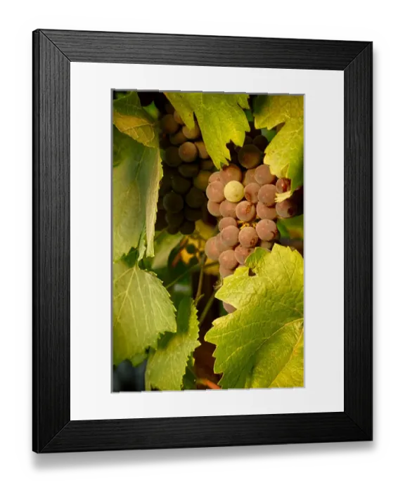 Framed Print : USA, Oregon, Keizer, Pinot Gris grapes. Digital Composite, HDR Framed Print : USA, Oregon, Keizer, Pinot Gris grapes. Digital Composite, HDR