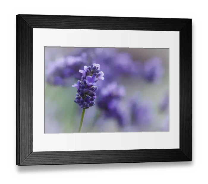 Framed Print : USA, Oregon, Keizer, lavender in the backyard Framed Print : USA, Oregon, Keizer, lavender in the backyard