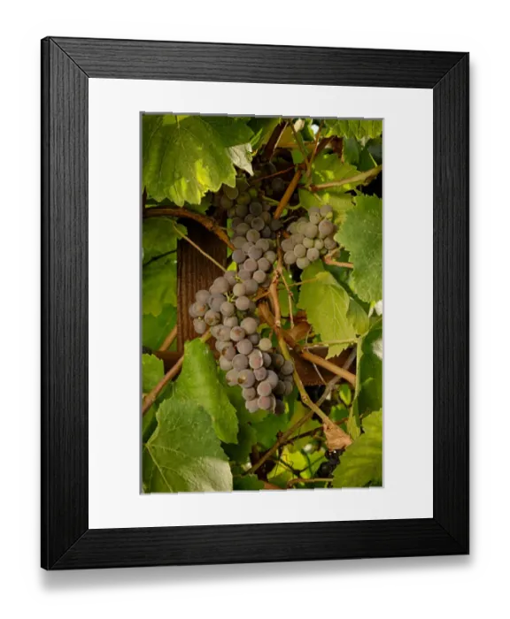 Framed Print : USA, Oregon, Keizer, Pinot Gris grapes. Digital Composite, HDR Framed Print : USA, Oregon, Keizer, Pinot Gris grapes. Digital Composite, HDR