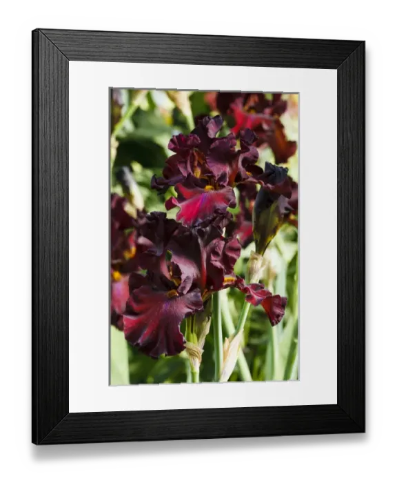 Framed Print : USA, Oregon, Keizer, Schreiners Iris Garden, cultivated iris Framed Print : USA, Oregon, Keizer, Schreiners Iris Garden, cultivated iris