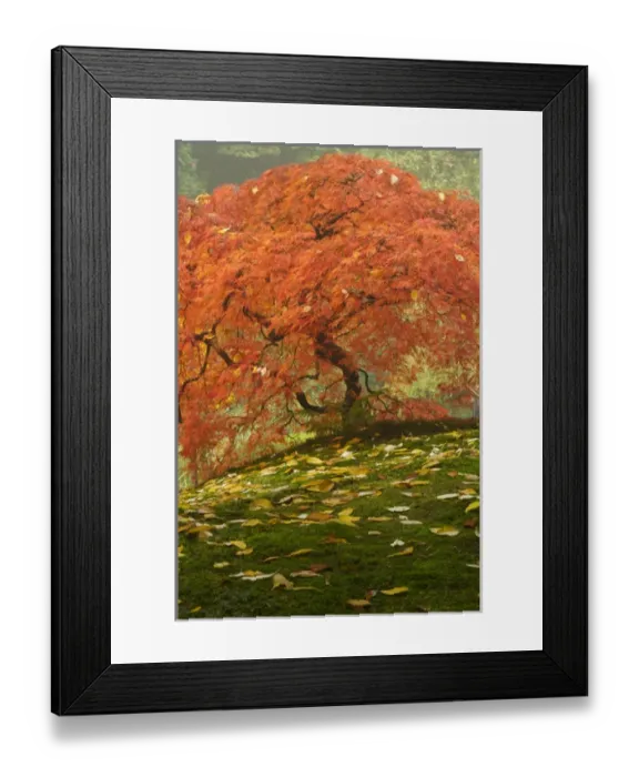 Framed Print : Japanese maple in fall color at the Portland Japanese Garden, Oregon Framed Print : Japanese maple in fall color at the Portland Japanese Garden, Oregon