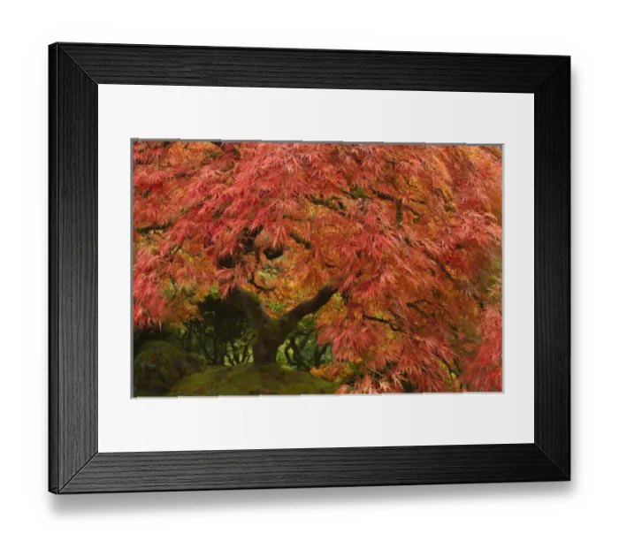 Framed Print : Japanese maple in fall color at the Portland Japanese Garden, Oregon