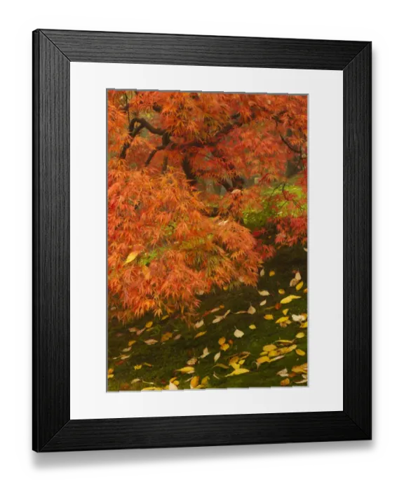 Framed Print : Japanese maple in fall color at the Portland Japanese Garden, Oregon
