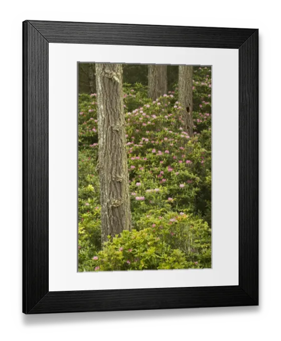 Framed Print : Pacific coast rhododendron, Rhodoendron macrophyllum, Florence, Oregon Framed Print : Pacific coast rhododendron, Rhodoendron macrophyllum, Florence, Oregon