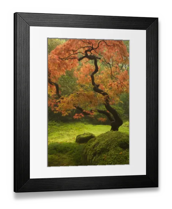 Framed Print : Japanese maple in fall color at the Portland Japanese Garden, Oregon Framed Print : Japanese maple in fall color at the Portland Japanese Garden, Oregon