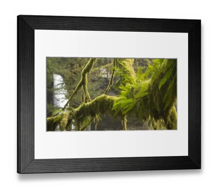 Framed Print : Ferns and moss frowing on a tree limb, Silver Falls State Park, Oregon Framed Print : Ferns and moss frowing on a tree limb, Silver Falls State Park, Oregon
