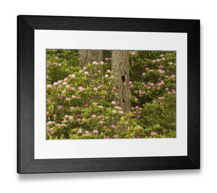 Framed Print : Pacific coast rhododendron, Rhodoendron macrophyllum, Florence, Oregon