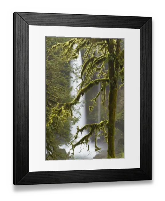Framed Print : A moss covered tree frames North Falls at Silver Falls State Park, Oregon Framed Print : A moss covered tree frames North Falls at Silver Falls State Park, Oregon