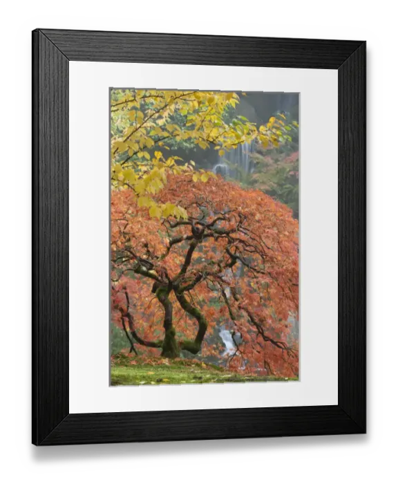 Framed Print : Japanese maple (Acer palmatum) in autumn color, Portland Japanese Garden, Oregon