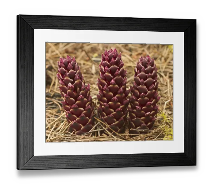 Framed Print : Parasitic California groundcone, Boschniakia strobilacea, Oregon dunes, Florence