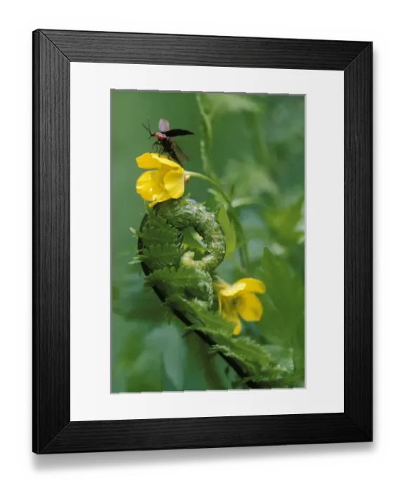 Framed Print : USA, Pennsylvania, Lightning bug taking flight atop buttercup with ferns. Credit as