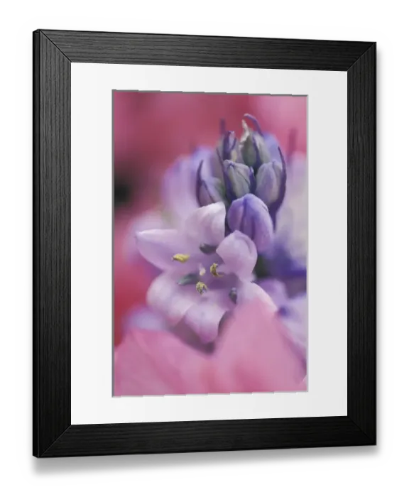 Framed Print : USA, Pennsylvania, Hyacynth close-up. Credit as: Nancy Rotenberg / Jaynes Gallery / DanitaDelimont Framed Print : USA, Pennsylvania, Hyacynth close-up. Credit as: Nancy Rotenberg / Jaynes Gallery / DanitaDelimont