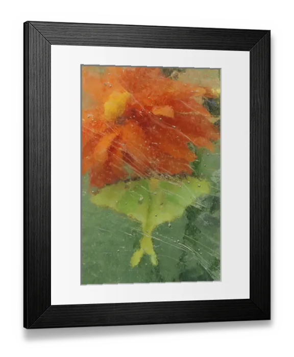 Framed Print : USA, Pennsylvania, Luna moth on orange dahlia behind glass