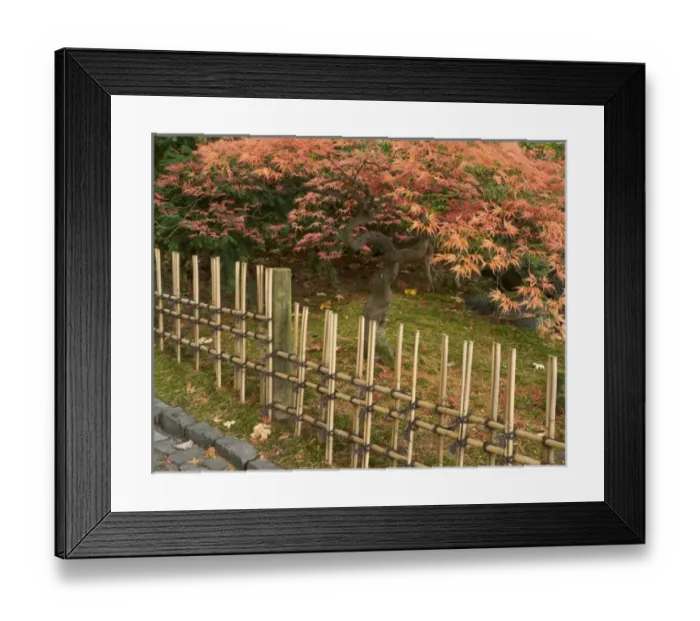 Framed Print : Japanese maple, Acer palmatum, in fall color at the Portland Japanese Garden, Portland