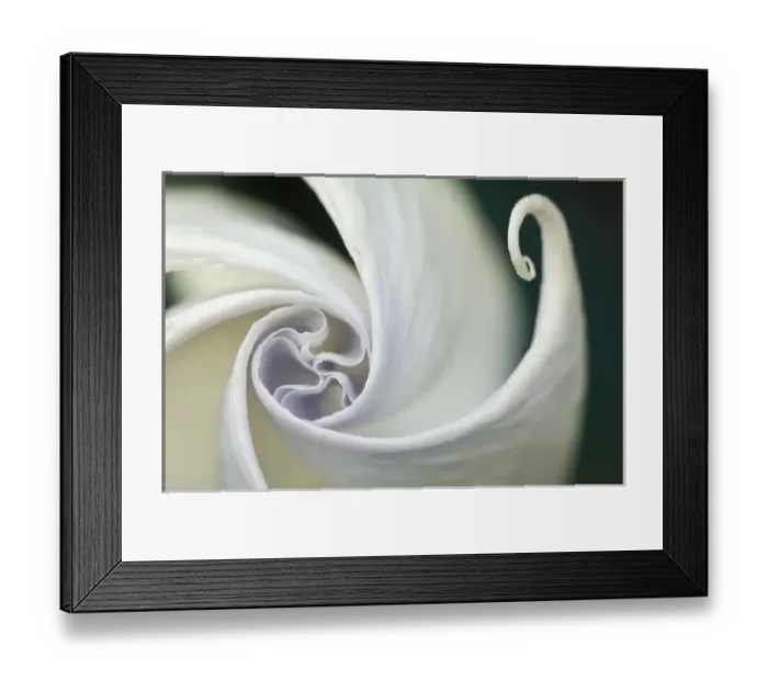Framed Print : USA, Pennsylvania. Datura flower close-up