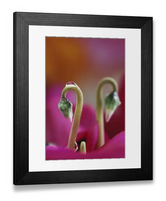Framed Print : Cyclamen with water drop, PA. Credit as: Nancy Rotenberg / Jaynes Gallery / DanitaDelimont Framed Print : Cyclamen with water drop, PA. Credit as: Nancy Rotenberg / Jaynes Gallery / DanitaDelimont