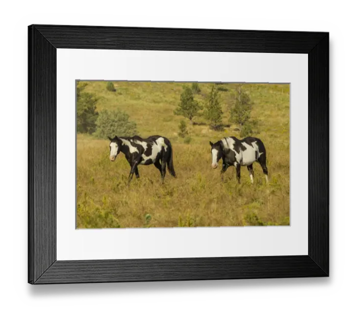 Framed Print : USA, South Dakota, Wild Horse Sanctuary. Wild horses in field Framed Print : USA, South Dakota, Wild Horse Sanctuary. Wild horses in field