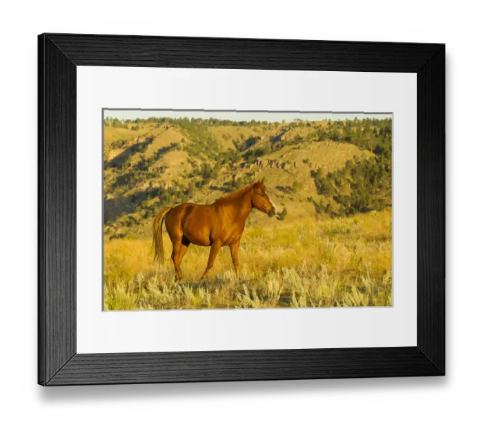 Framed Print : USA, South Dakota, Wild Horse Sanctuary. Wild horse in field Framed Print : USA, South Dakota, Wild Horse Sanctuary. Wild horse in field