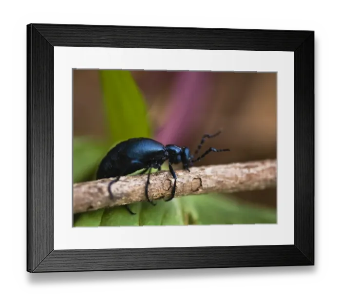 Framed Print : USA, Pennsylvania. Close-up of spring beetle crawling on limb with trillium in background